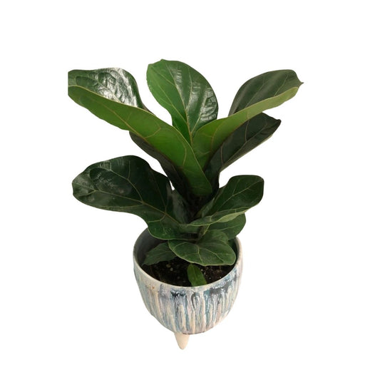 Ficus Lyrata in Plastic Pot