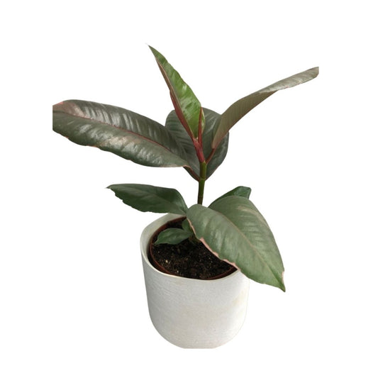 Ficus Elastica Ruby in 5” Plastic Pot