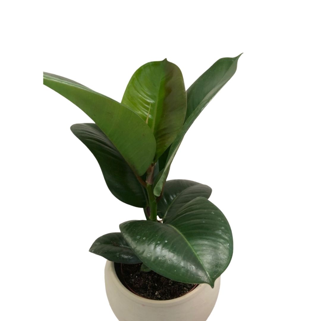 Ficus Elastica Melany in 5” Plastic Pot