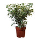 Ficus Benjamina (Variegated) in 8" Plastic Pot
