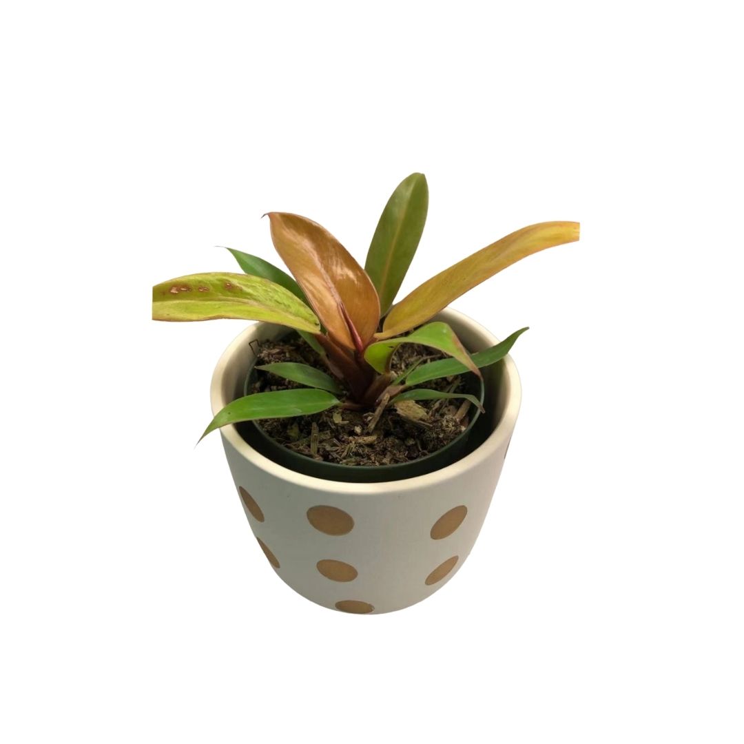 Philodendron - Princess of Orange in Plastic Pot