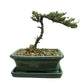 Medium Juniper Bonsai Tree in Ceramic Pot (Green)