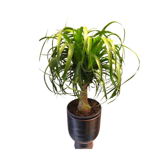 Ponytail Palm in Plastic Pot