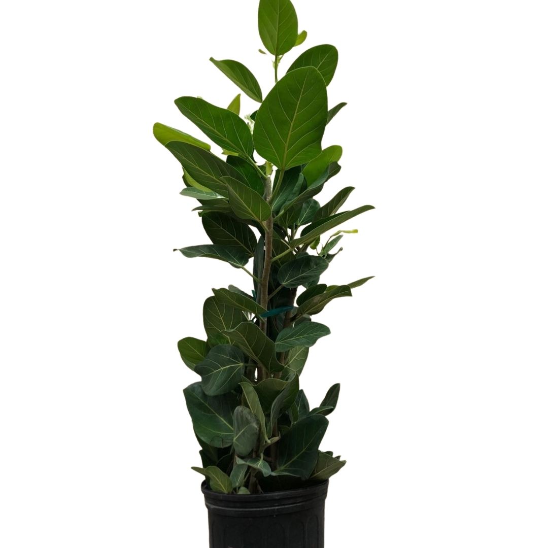 Audrey Ficus (Bush) in 10” Plastic Pot