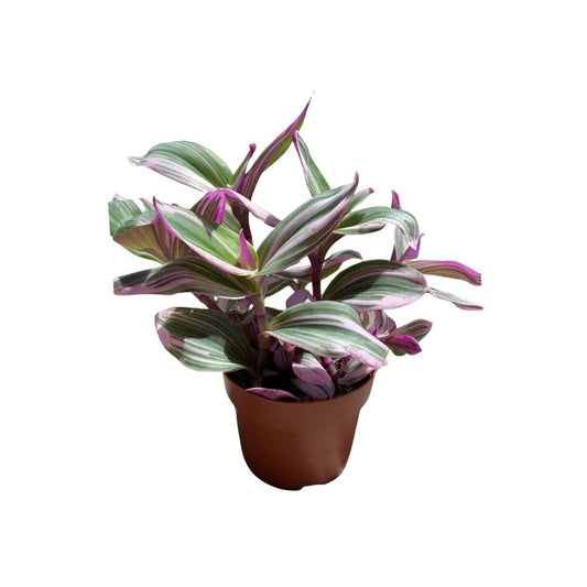 Wandering Jew Nanouk in 5" Plastic Pot