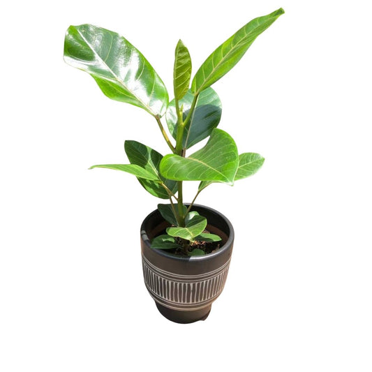 Ficus Benghalensis Variegata Variegated Ficus Audrey in 6” Plastic Pot