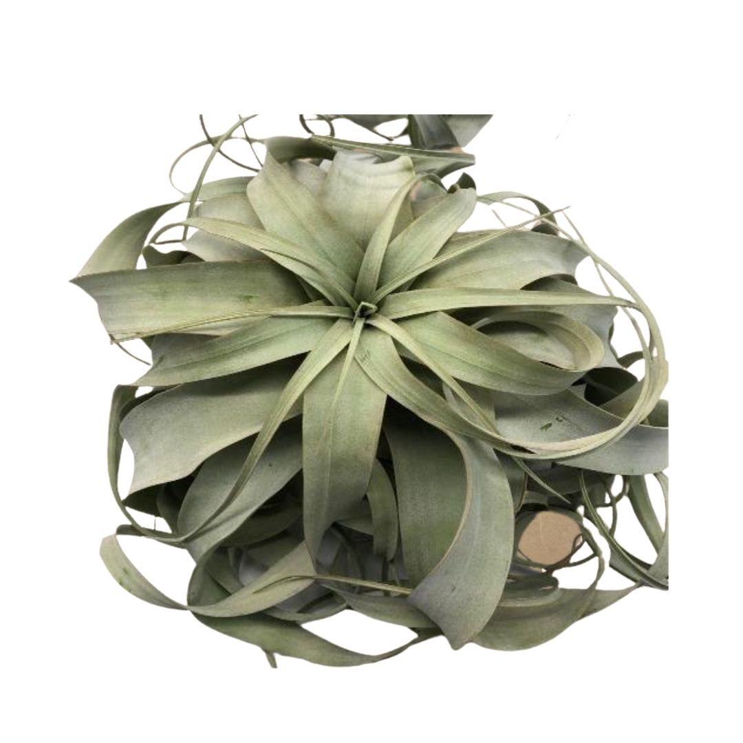 Extra Large Air Plant Xerographica