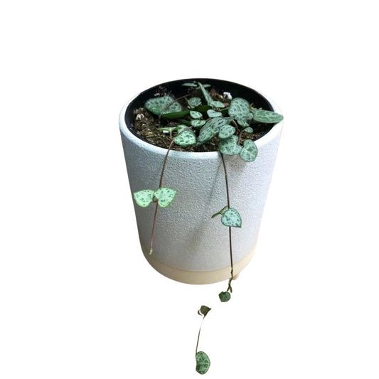 String of Hearts in 3.5” Plastic Pot