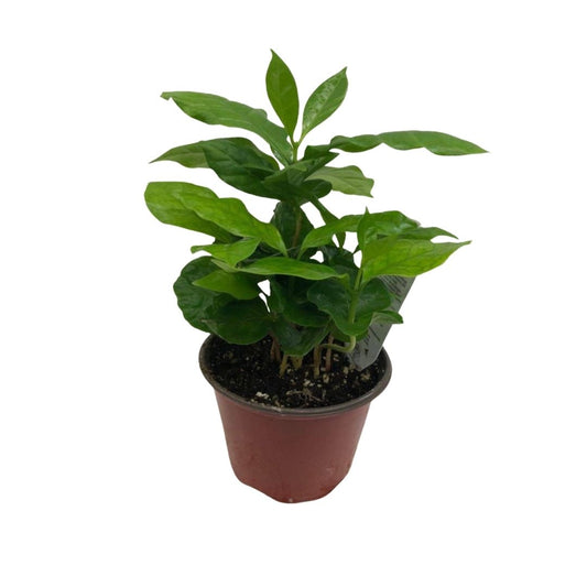 Coffee Plant in 3.5" Plastic Pot