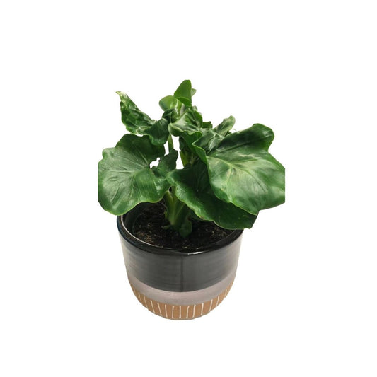 Philodendron Atom in 5” Plastic Pot
