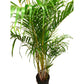 Areca Palm in Plastic Pot