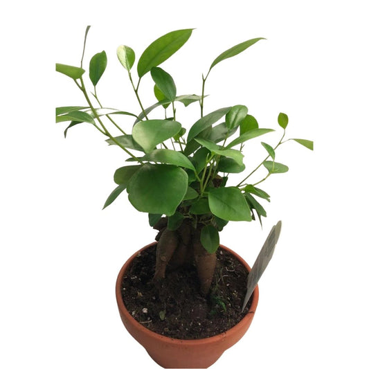Bonsai Fig in 5” Clay Pot