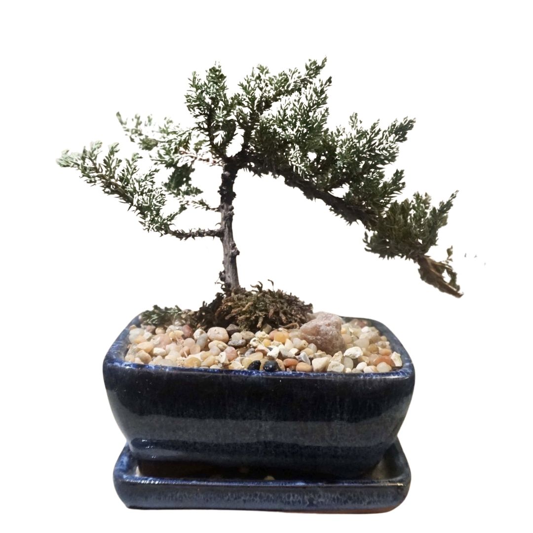 Medium Juniper Bonsai Tree in Ceramic Pot (Blue)