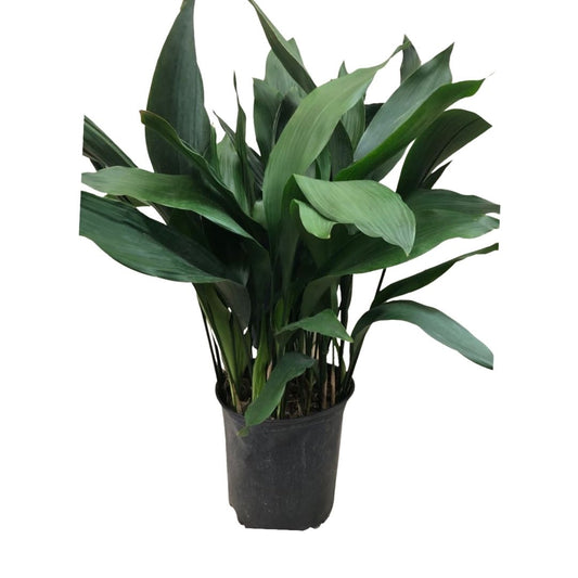 Cast Iron Plant in 10” Plastic Pot