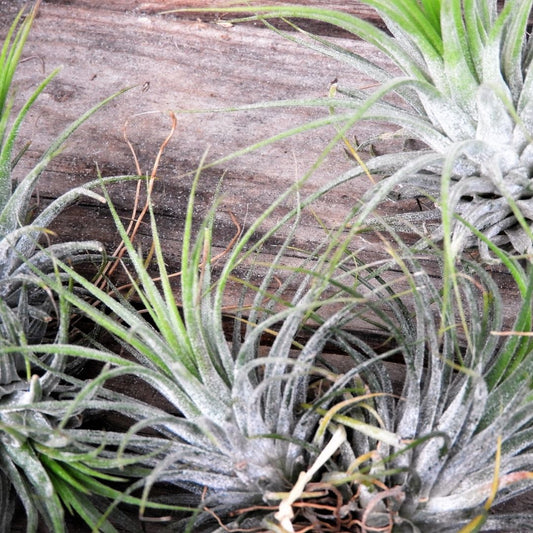 3 Large Air Plants for $50