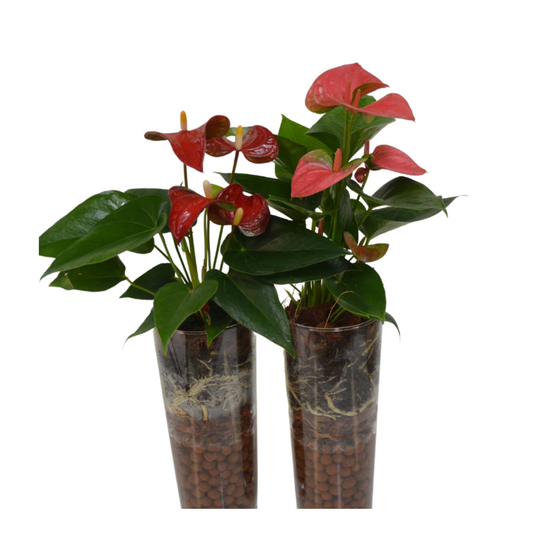 Anthurium in Glass