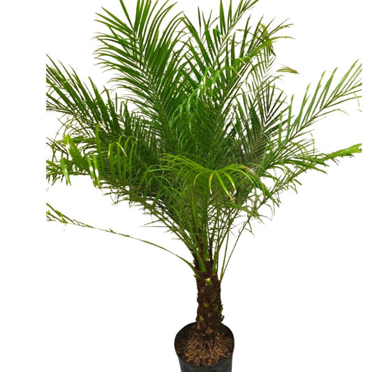 Roebelinii Palm in 10” Plastic Pot