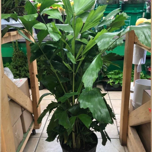 Palm Fish Tail in 10” Plastic Pot