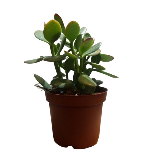 Jade Plant (Crassula Ovata) in 5” Plastic Pot