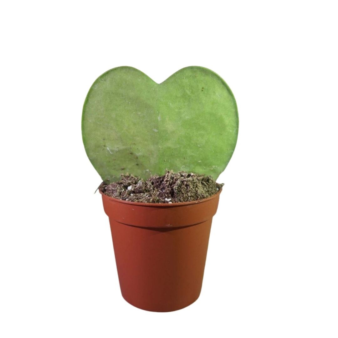 Hoya Kerrii in 2.5” Plastic Pot