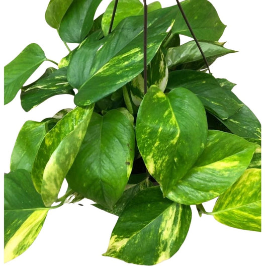 Golden Pothos in 10” Hanging Basket