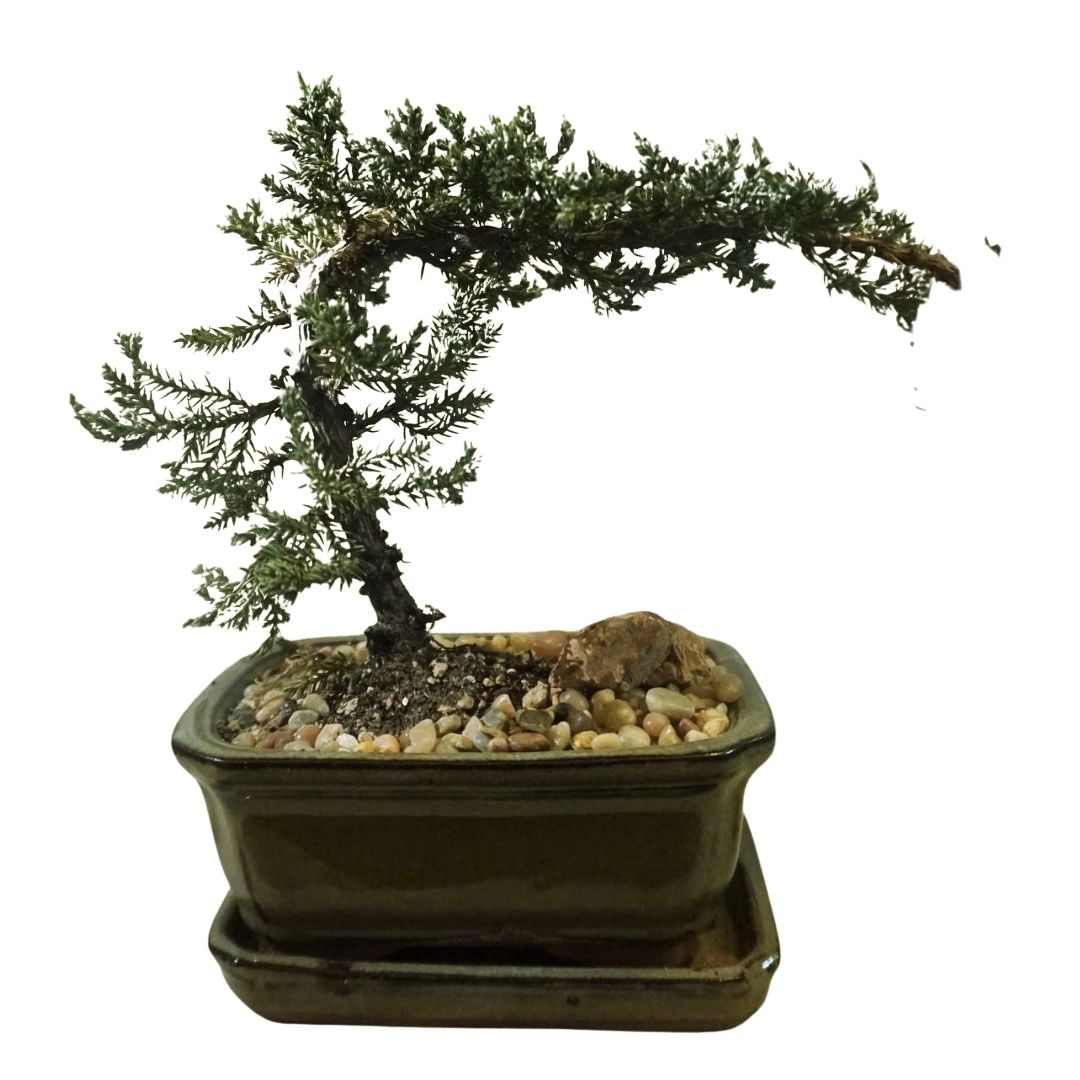 Medium Juniper Bonsai Tree in Ceramic Pot (Olive)