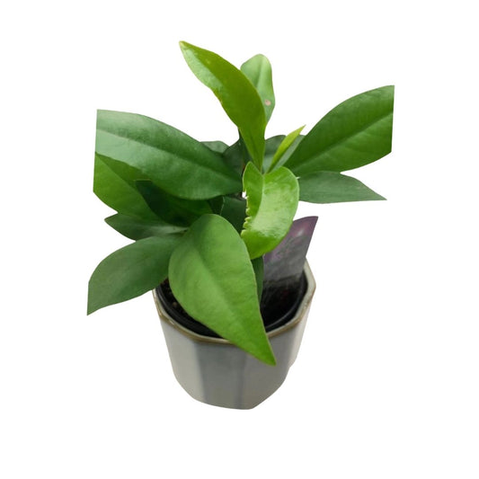 Ardisia in 3.5” Plastic Pot