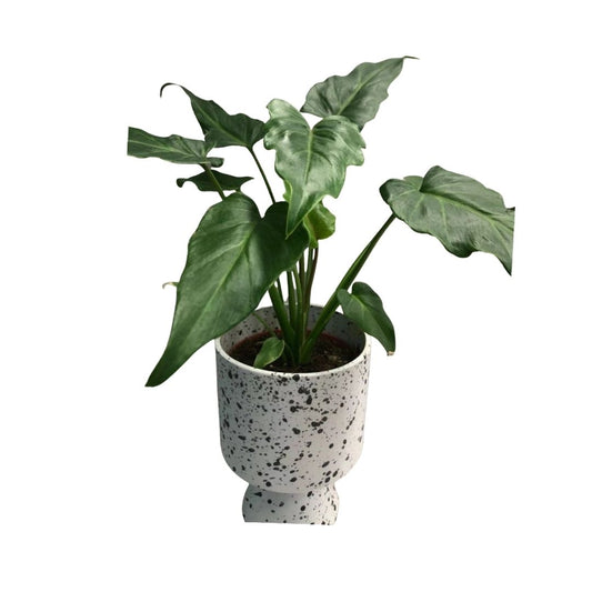 Philodendron Xanadu in 5” Plastic Pot