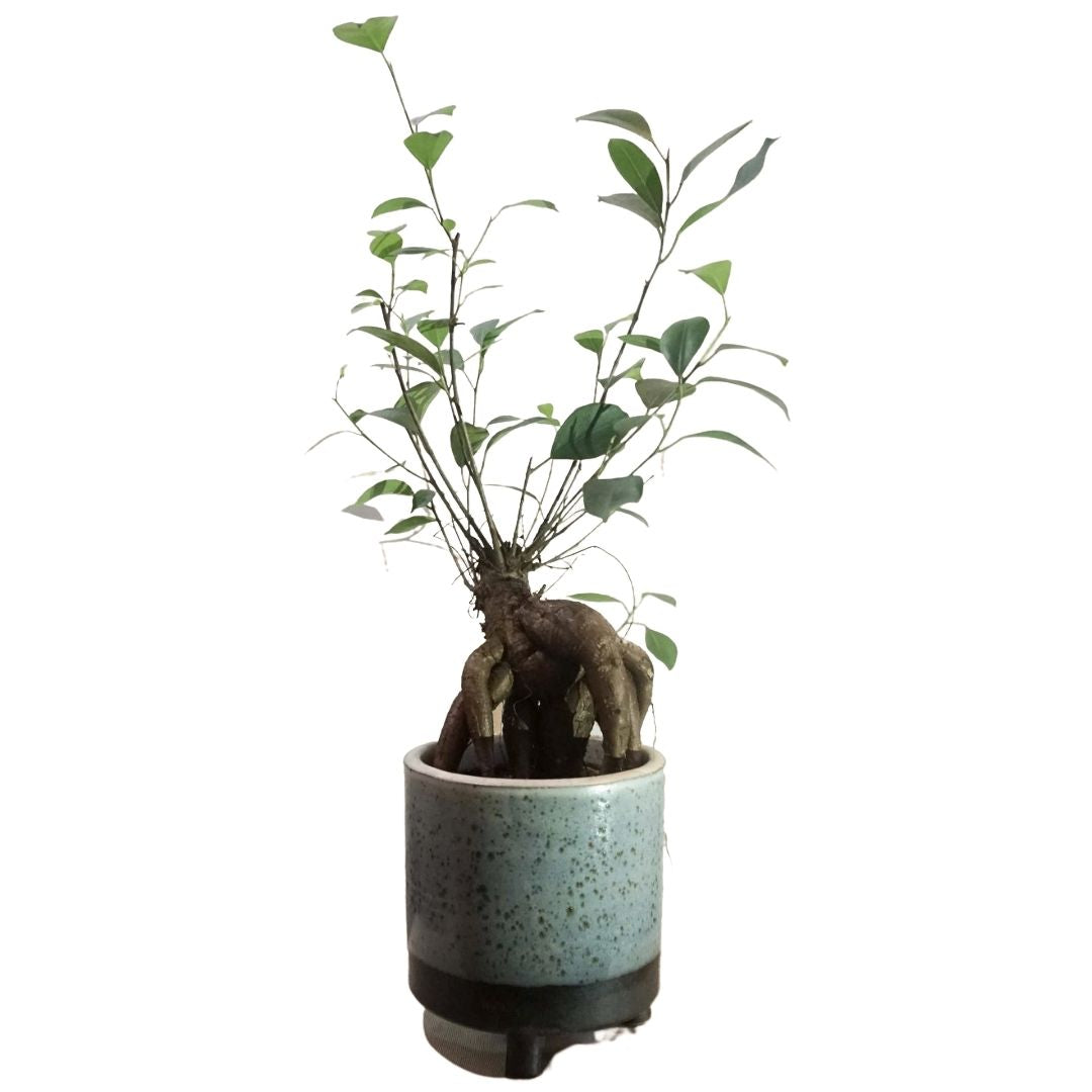 Bonsai Fig in 4” Plastic Pot