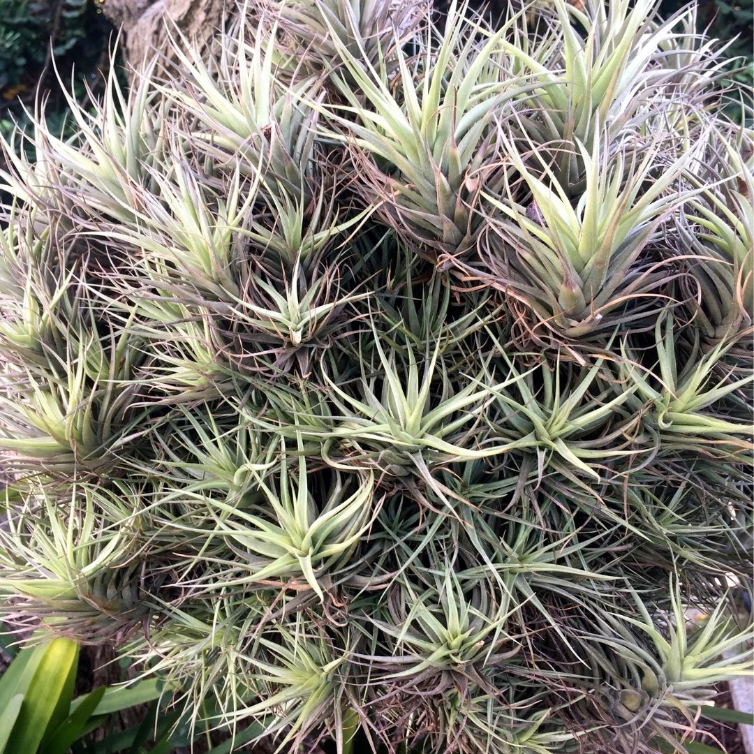 5 Small Air Plants for $20