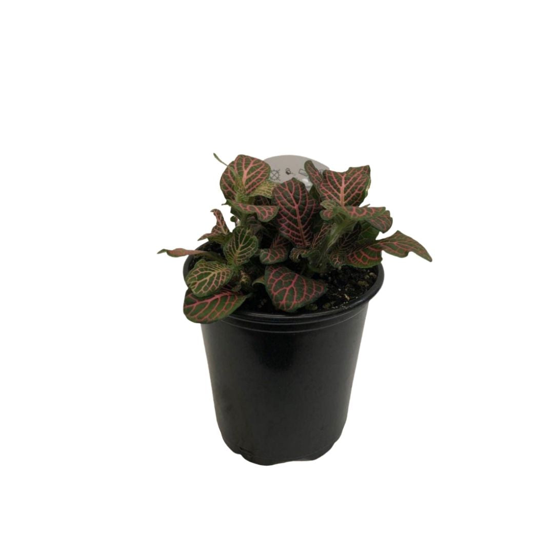 Fittonia Red (small leaves) in 3.5" Plastic Pot