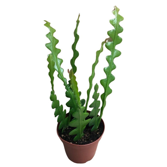 Fishbone Cactus in 4” Plastic Pot