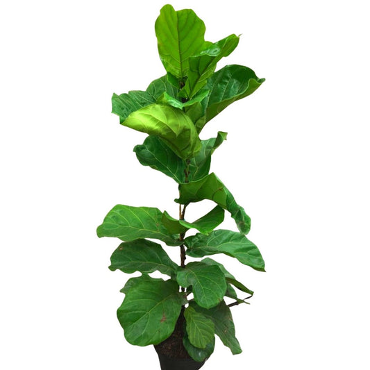 Fiddle Leaf Fig Tree in 12" Plastic Pot