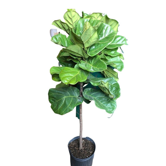 Fiddle Leaf Fig Tree (Ficus Lyrata Standard) in 10” Plastic Pot