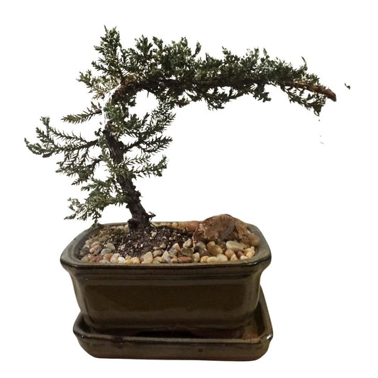 Small Juniper Bonsai Tree in Ceramic Pot (Green)