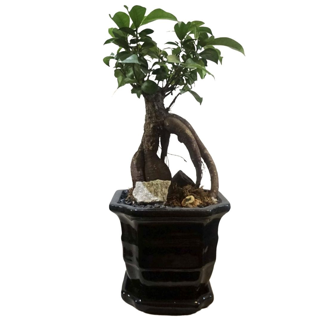 Bonsai Ficus Ginseng in Ceramic Pot (Black)