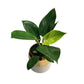 Philodendron Birkin in Plastic Pot