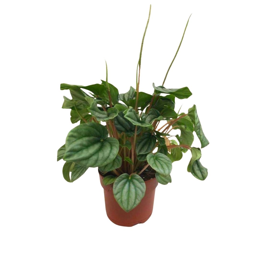 Peperomia Frost in 5" Plastic Pot