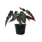 Begonia Maculata in 6” Plastic Pot