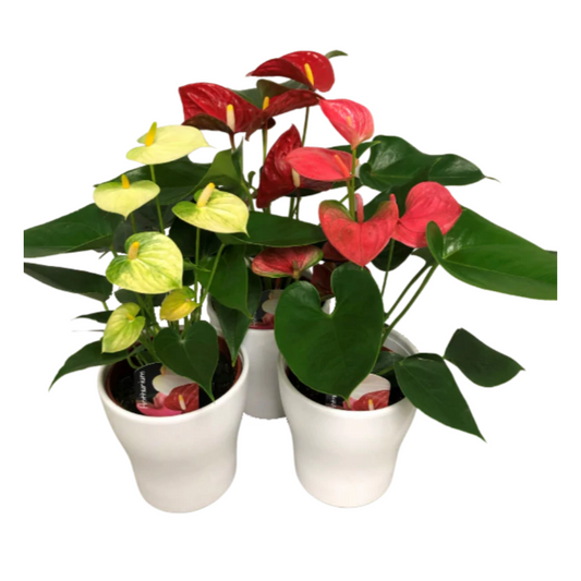 5" Anthurium in Ceramic