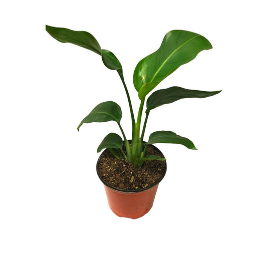 Bird of Paradise in 6” Plastic Pot