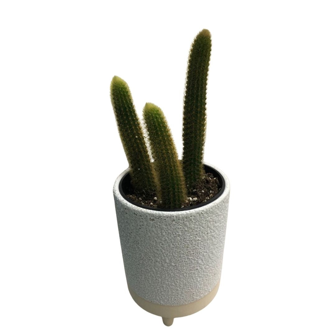 Rat Tail/Monkey Tail Cactus in 3.5” Plastic Pot