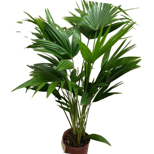 Chinese Fan Palm in 10” Plastic Pot