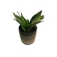 Bird’s Nest Snake Plants in 4” Plastic Pot