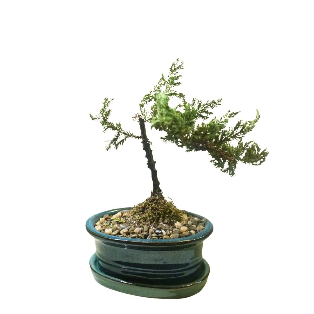 Small Juniper Bonsai Tree in Ceramic Pot (Blue)