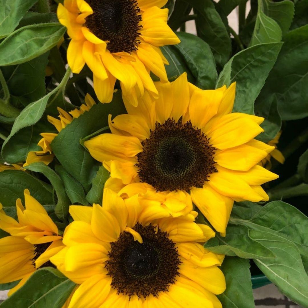 Sunflowers (Bunch)