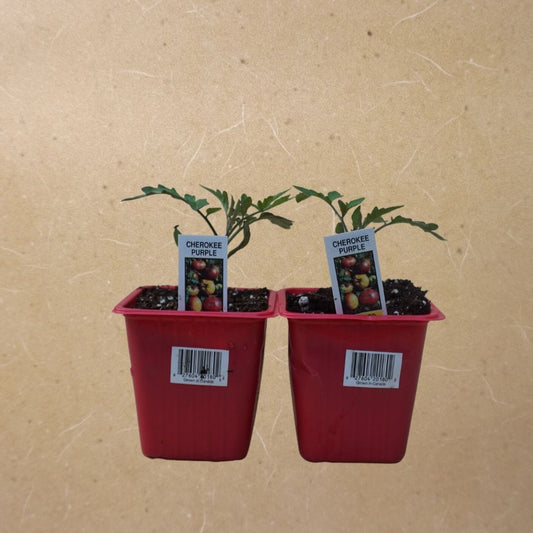 Cherokee Purple Tomato