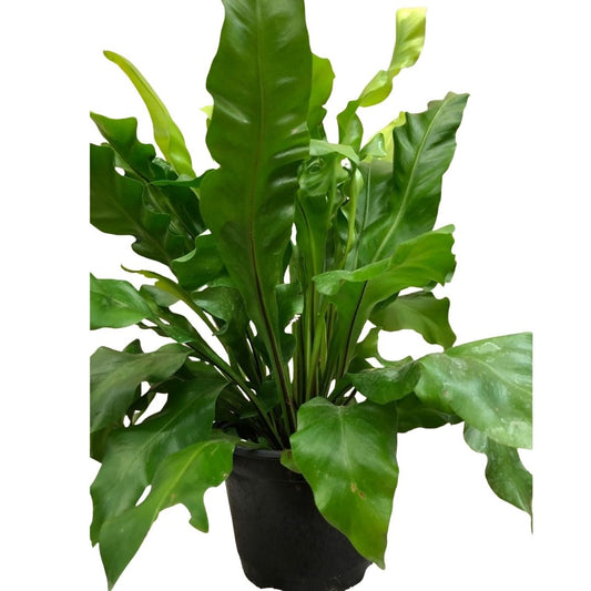 Bird’s Nest Fern in 6” Plastic Pot