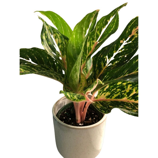 Chinese Evergreen - Aglaonema Sparkling Sarah in 5” Plastic Pot