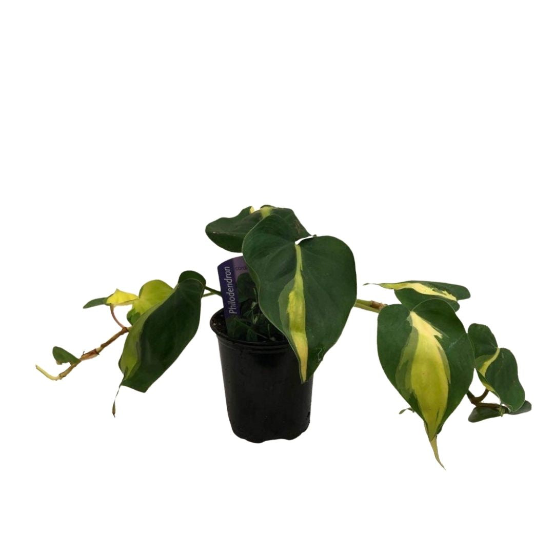 Philodendron Brazil in 3.5" Plastic Pot